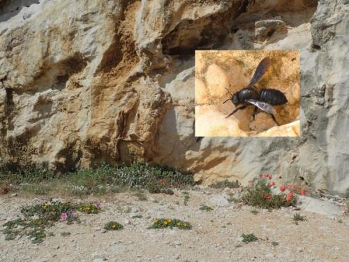 Réf. 227 925 : Megachile parietina
